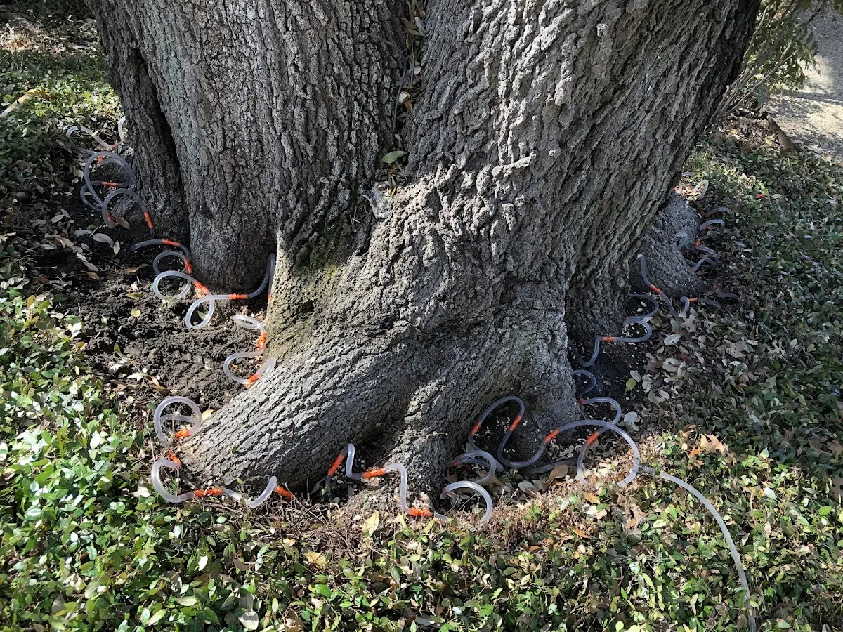 Detailed Tree Cabling and Bracing job site in Martin City
