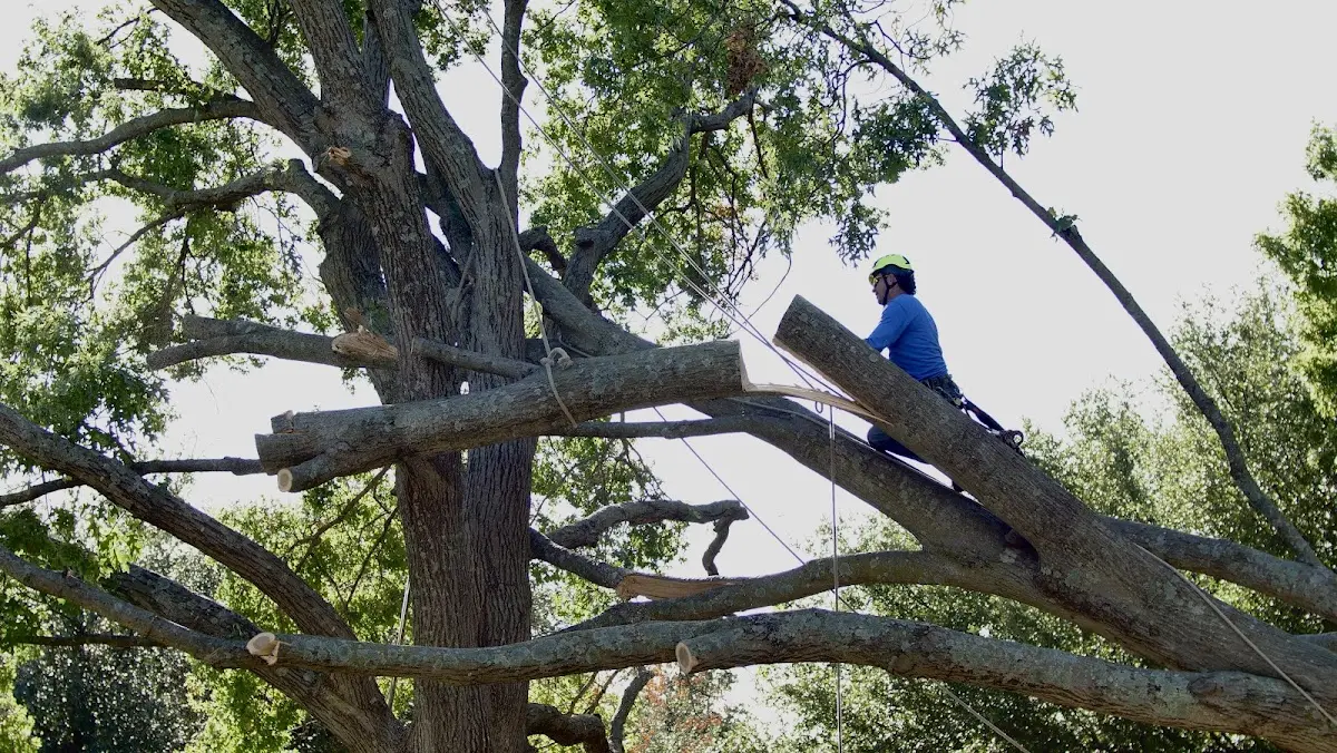 Professional Hazardous Tree Removal performed by certified arborists in Martin City