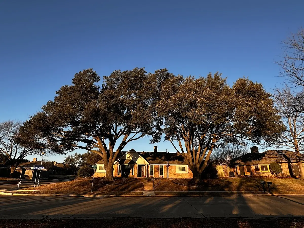 Established residential canopy tree shading a home in Martin City